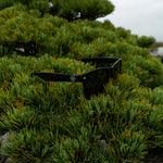 TG x Shangri-La Sunglasses